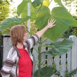 13769259630108_20130626_paulownia56dana___1_____copy__.jpg