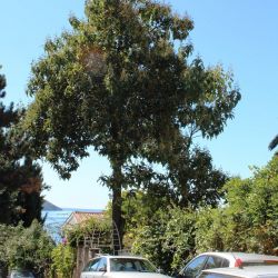 13798407664801_130921_hnovipaulownia10god___20_____copy__.jpg