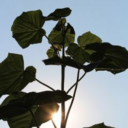 Paulownia Shan Tong