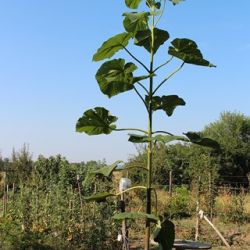 13769273424562_20130819_paulownia___12_____copy__.jpg