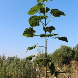 13769277655187_20130819_paulownia___13_____copy__.jpg
