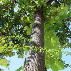Paulownia Tomentosa 10 godina stara Herceg Novi