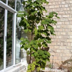 Paulownia samonikla iz betona Herceg Novi 2013