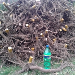 Jesenje sadnice 2014.