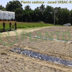 Zasad 
