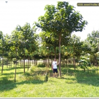 15478132897131_2018_ZasadFruskaGora_3god_9.jpg