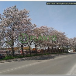 cvetanje CG